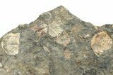 Pennsylvanian Fossil Brachiopod Plate - Kentucky #224674-1
